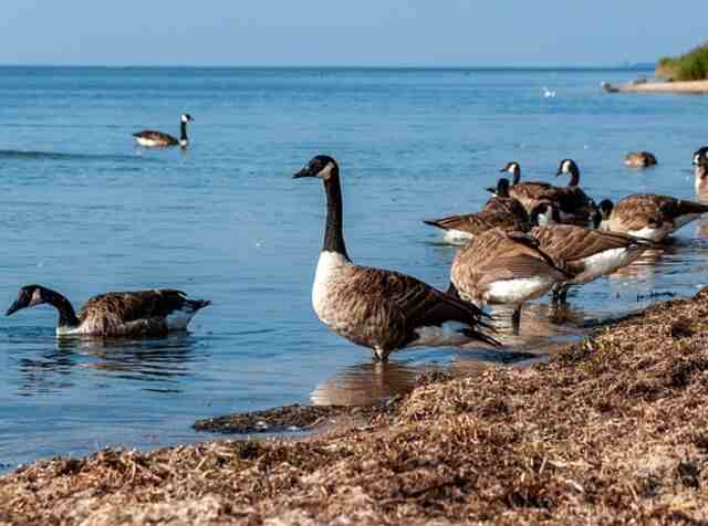 A large flock of Canada Geese forging on the water shore.