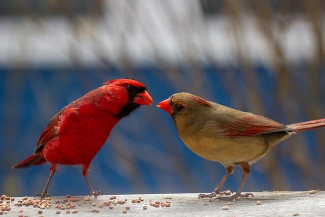 A male and female Northern Cardinal.