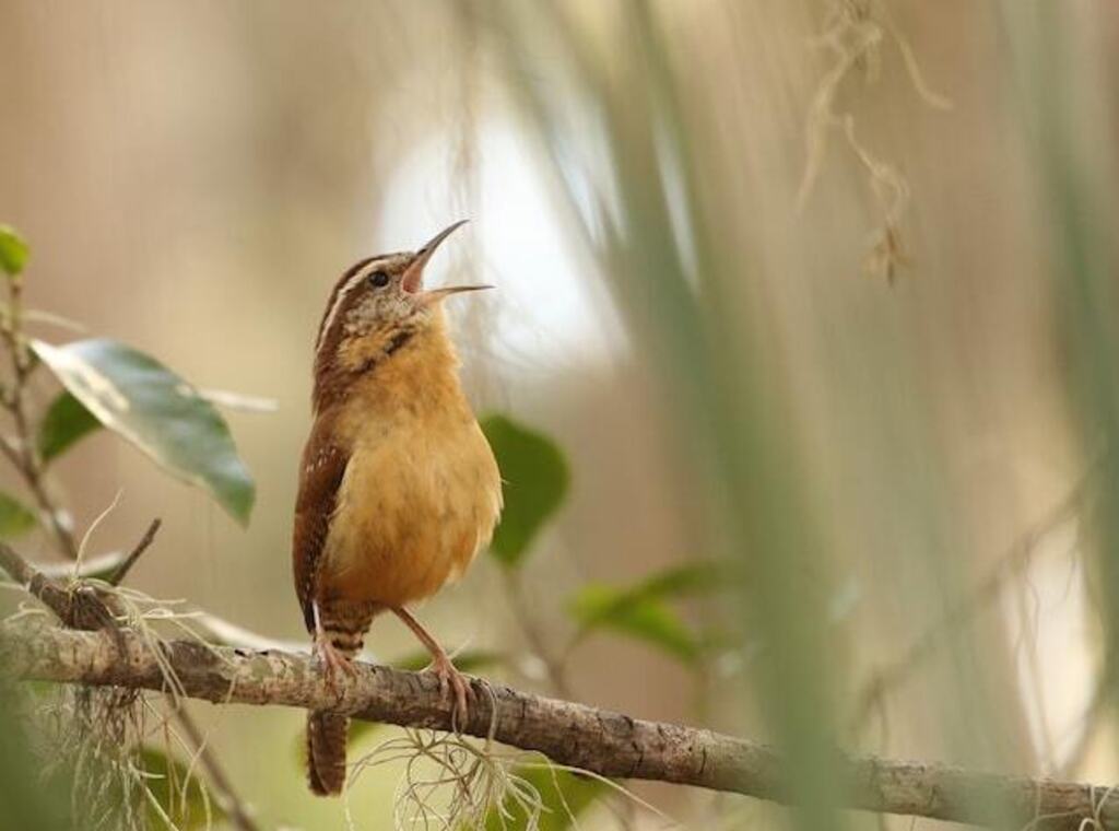 A Carolina Wren singing.