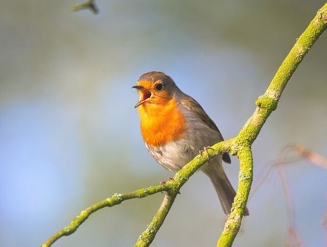 A European Robin perched on a tree branch.