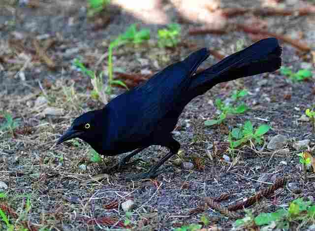 A Great-tailed Grackle foraging on the ground.