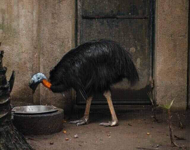 A Northern Cassowary drinking water out of a bowl.