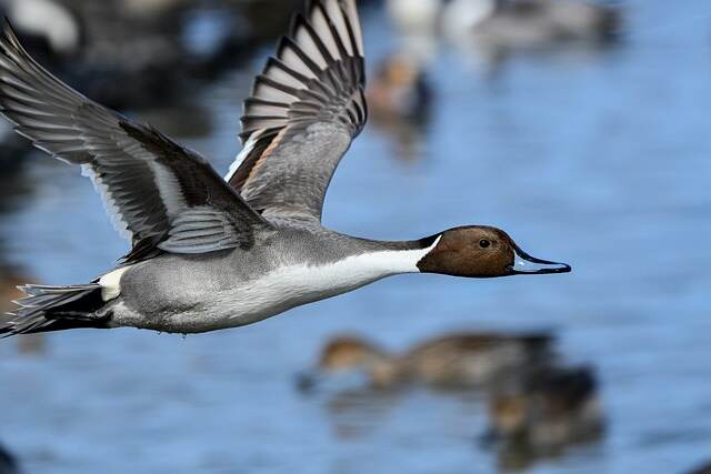 A Northern Pintail flying across water.