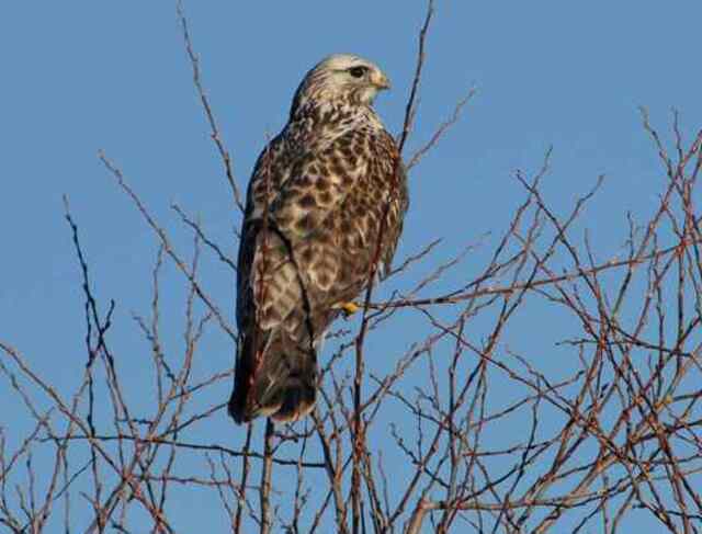 A Rough-legged Hawk perched in a tree.