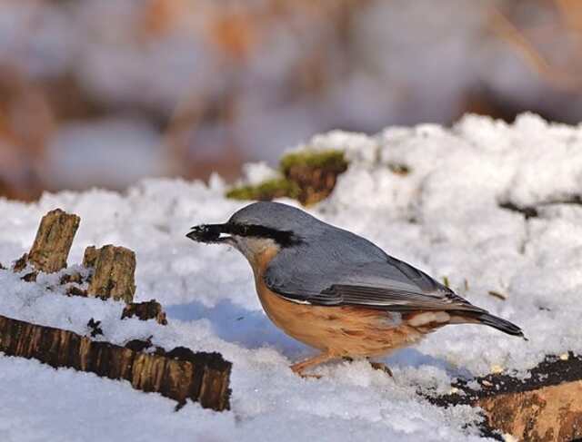 A Red-breasted Nuthatch foraging through the snow.