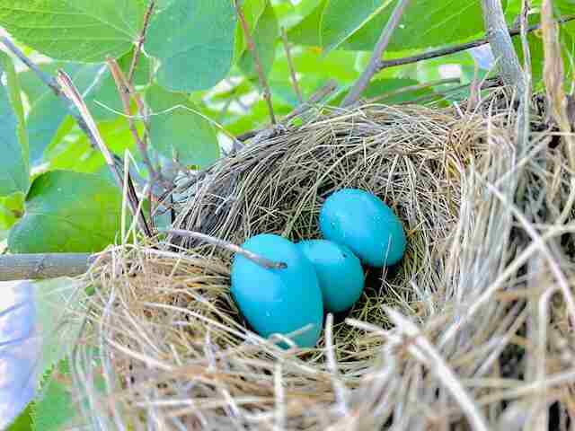 An American Robin's nest with three blue eggs inside.