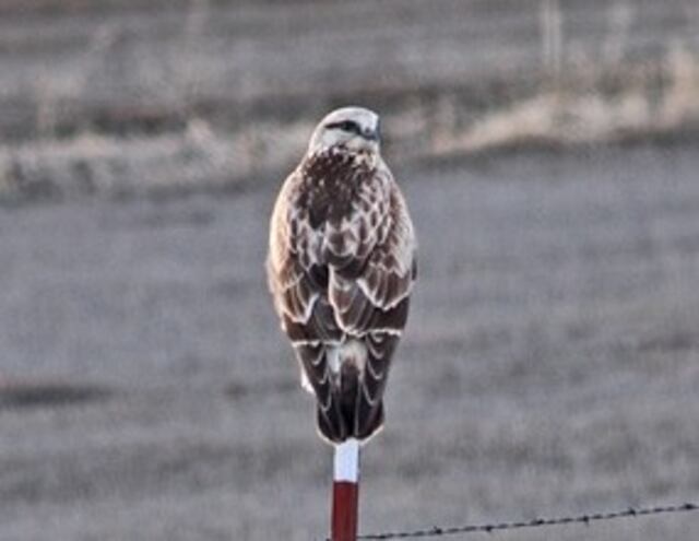 A Rough-legged hawk perched on a pole.