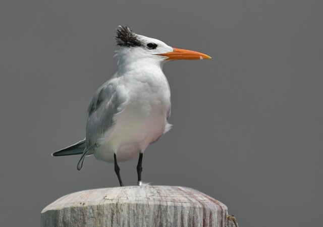 A Royal Tern standing on a post.