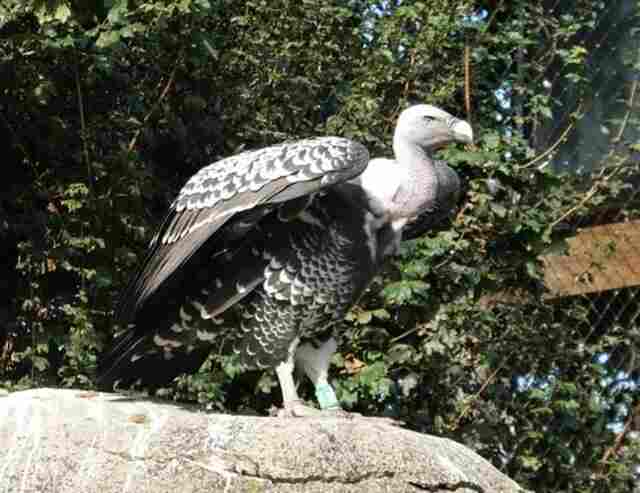 A Ruppell's Vulture standing on a large rock.
