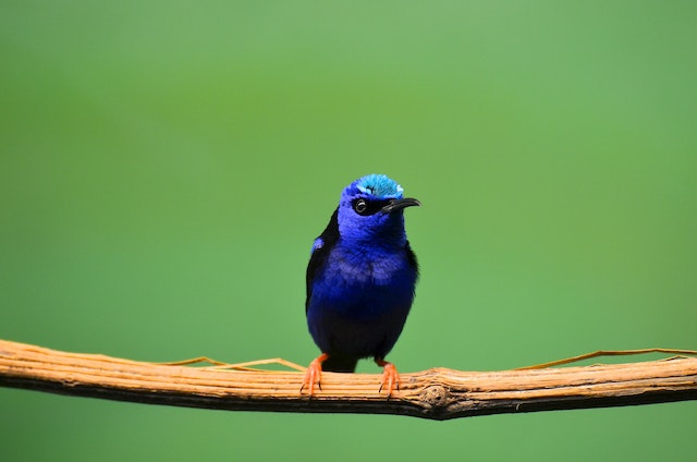 A Shining Honeycreeper perched on a branch.