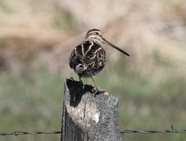 A Wilson's Snipe perched on a post.