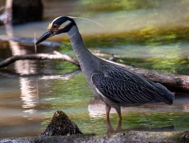 A Yellow-crowned Night Heron foraging in the water.
