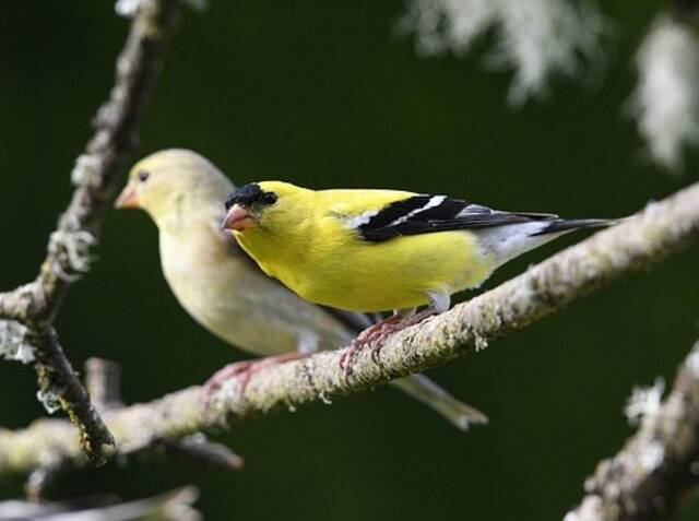 An American Goldfinch perched on tree branch.