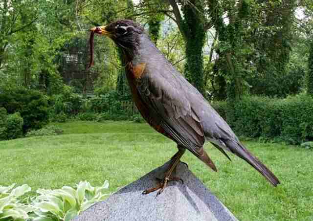 An American Robin foraging in a yard for earthworms.