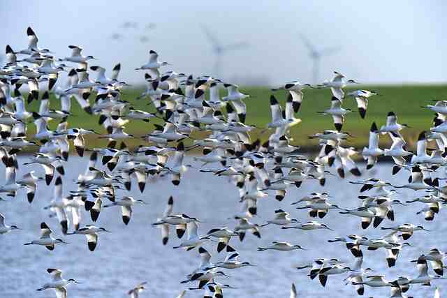 Avocets in the Northern Sea during migration.