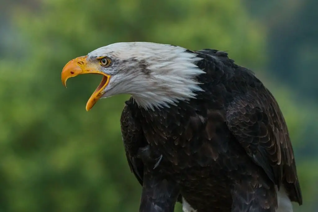 An angry Bald Eagle giving a warning.