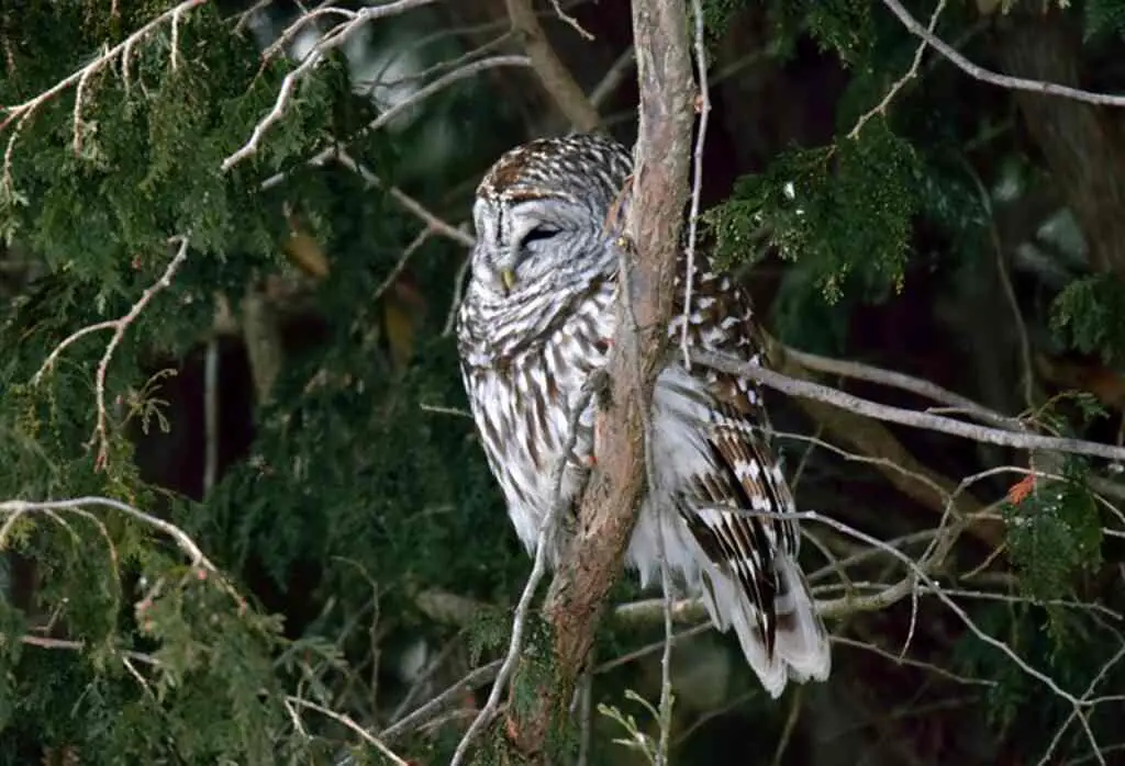 A barred owl perched in the tree.