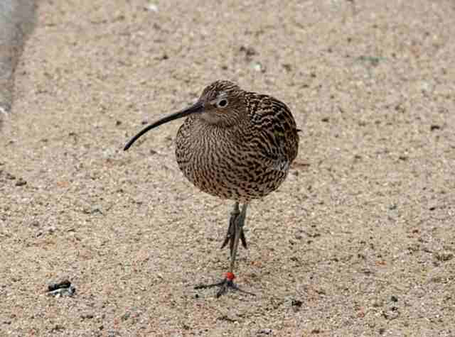 A kiwi bird foraging on beach sand.