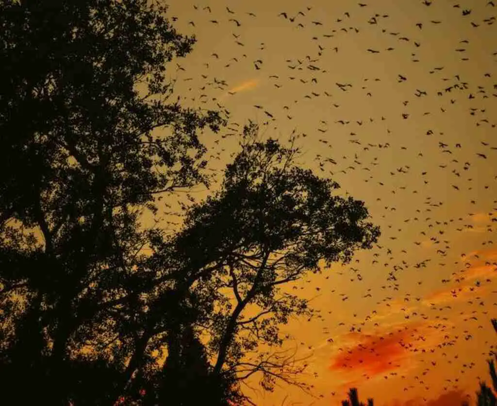 Spotting bird migration during sunrise.