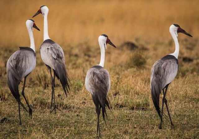 A group of Wattled Cranes foraging.