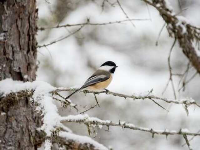 A Black-capped chickadee perched on a tree in winter.
