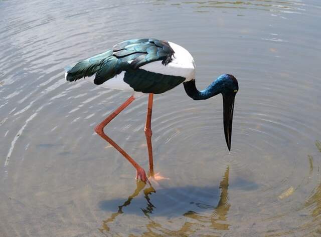 A Black-necked Stork foraging in the water for food.