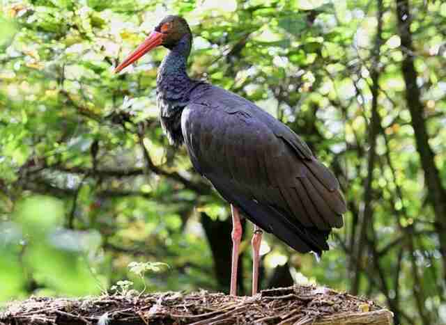 A Black Stork standing in its nest.