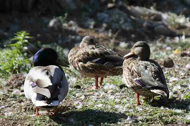 A rare Blue-headed Mallard duck with two female mallards.