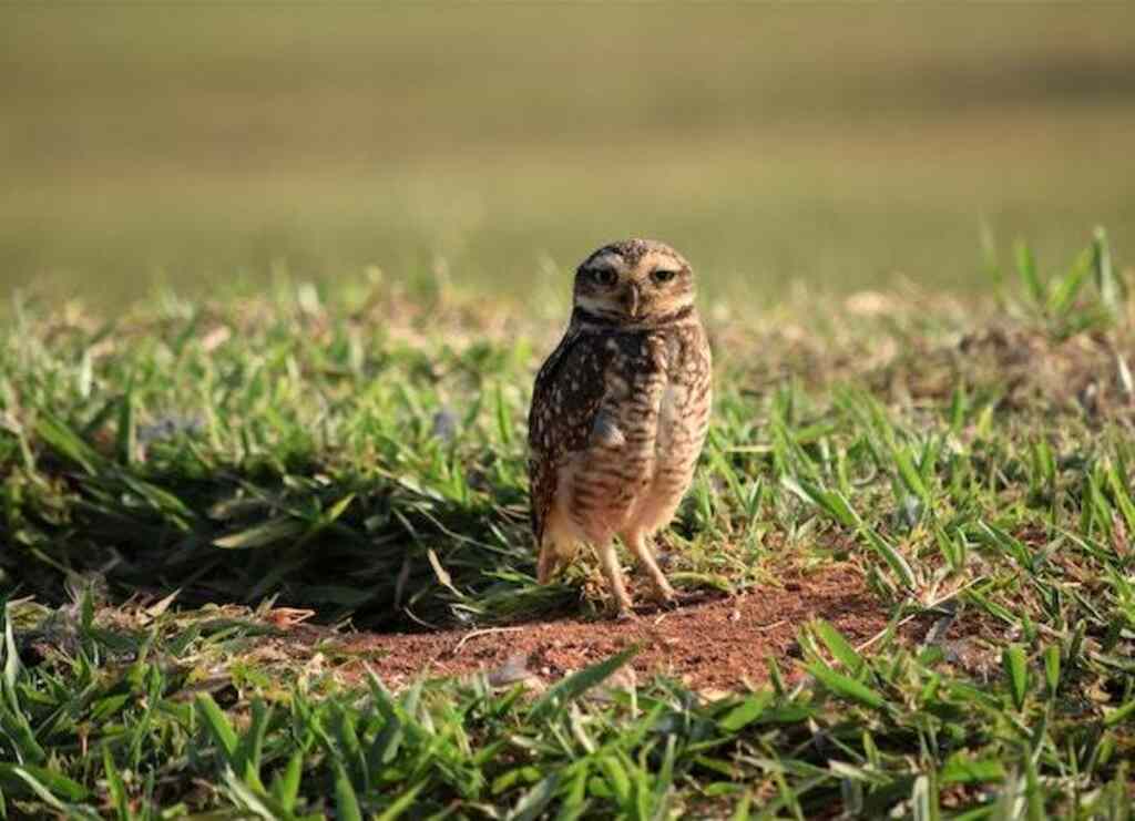 A burrowing owl coming out of its burrow