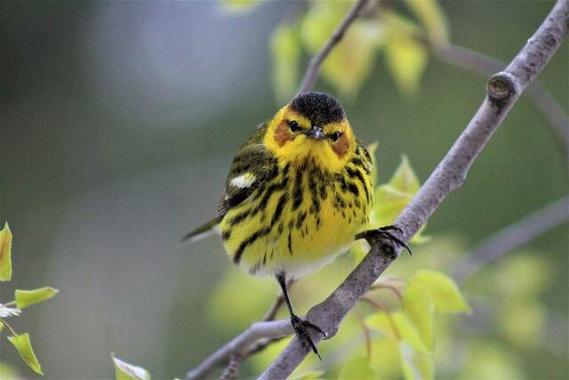 A Cape May Warbler perched on a tree branch.