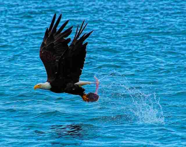 A Bald Eagle catches a meal out of the water.