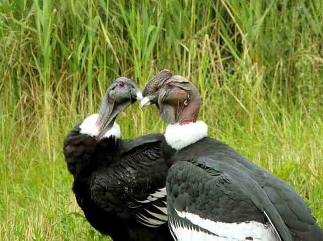 Two Andean condors together.