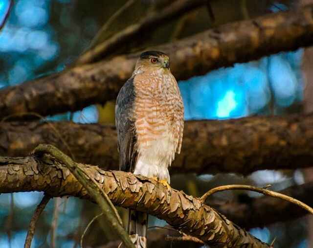 A Peregrine Falcon perched in a tree.