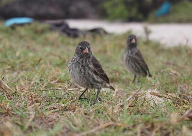 A pair of Darwin finches foraging on the grass.