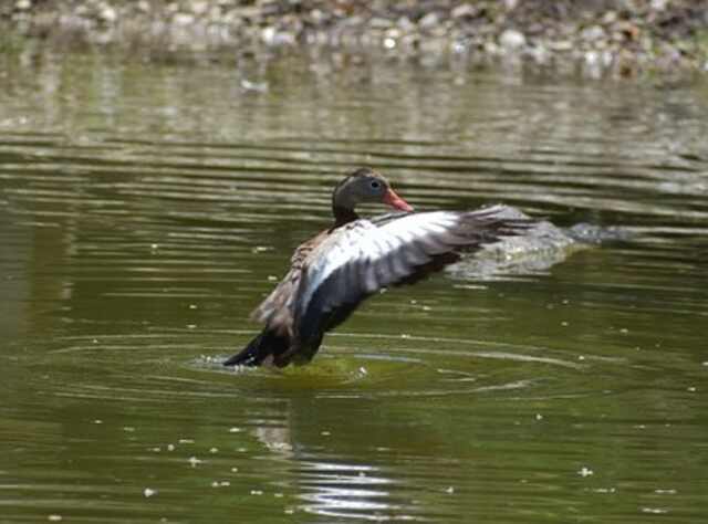 A duck flapping its wings caught frozen in motion by a photgrapher.