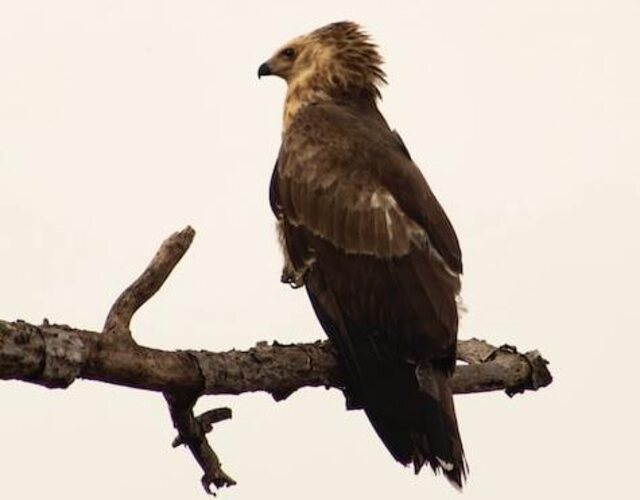 An African Crowned Eagle perched on atree branch.