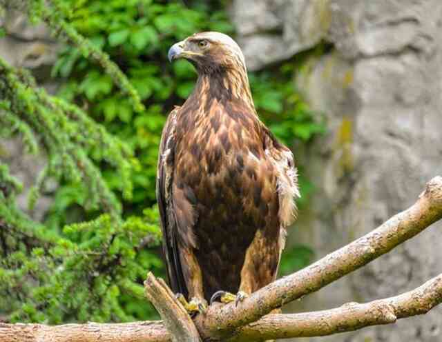 A Golden Eagle perched on a tree branch.