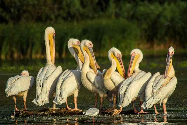 A group of Great White Pelicans foraging and preening themselves on shore.