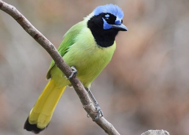 A Green Jay perched on a tree.
