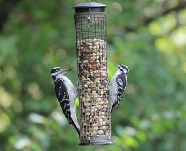 Two birds, both on a feeder eating at the same time. The left one is downy and right is hairy.