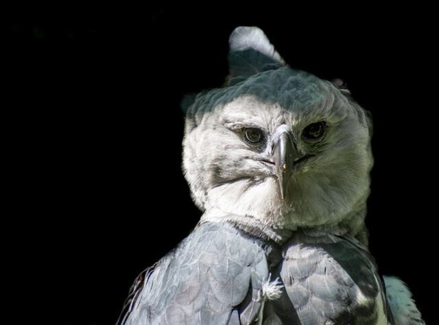 A Harpy Eagle.