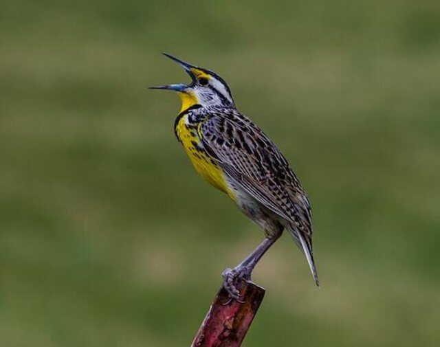 A Meadowlark perched on a pole singing.