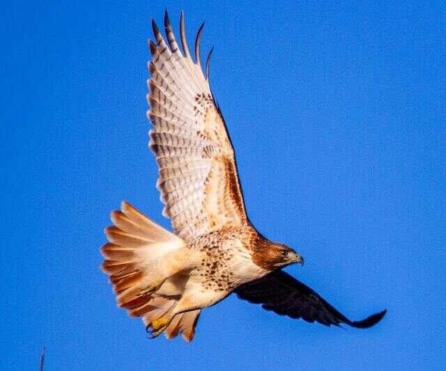 A Red-tailed hawk takes off from a tree.