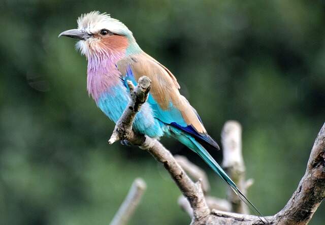 A Lilac-breasted Roller perched on a  tree branch.