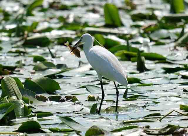 A Little Egret catching a fish in shallow water.