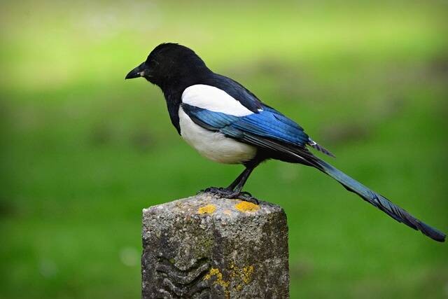 A Magpie perched on a cement post.