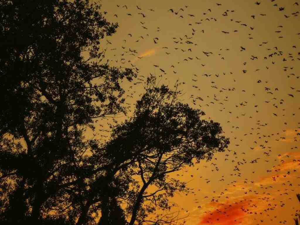 birds migrating sunrise