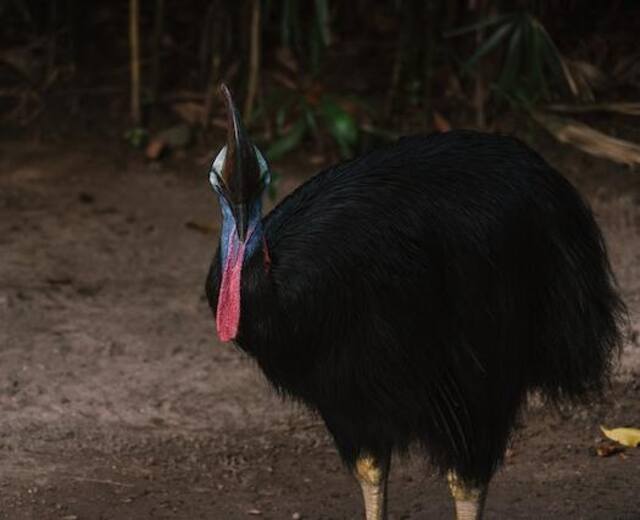 A Southern Cassowary roaming around.