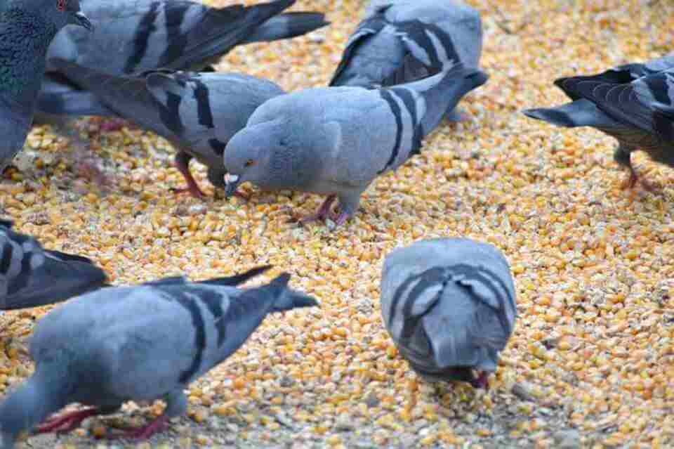 A group of pigeons feeding on corn on a sidewalk.