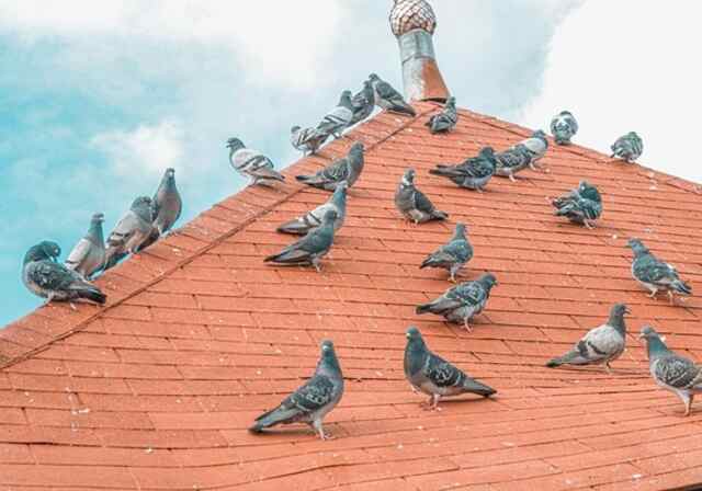 A bunch of pigeons on a rooftop.